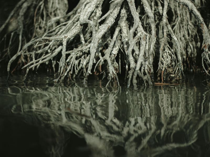 Mangrove trees rising over the water