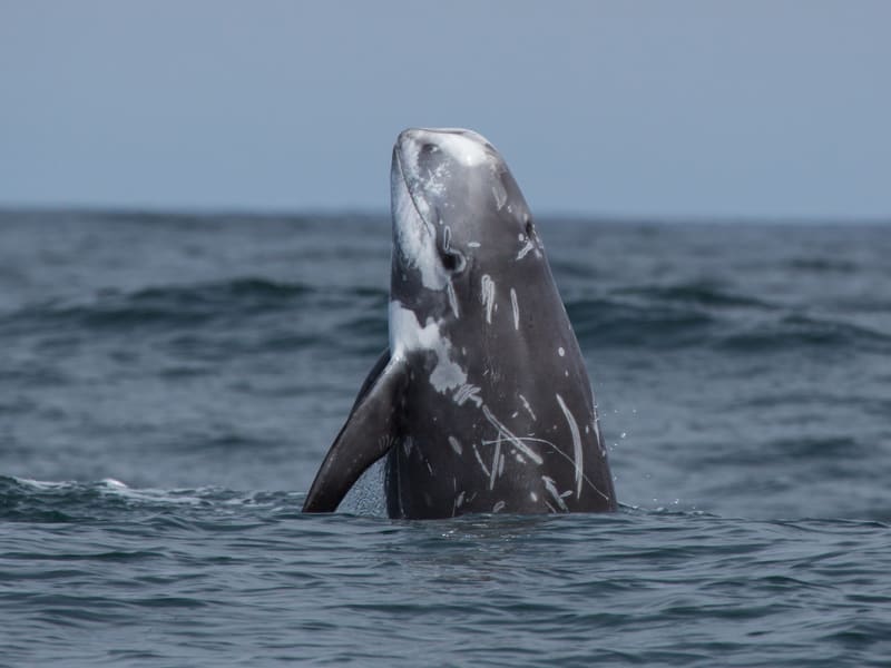 Whale breaches the sea