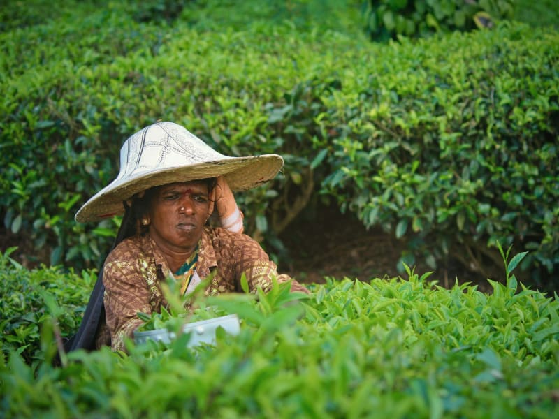 nuwara-eliya-tea-estate
