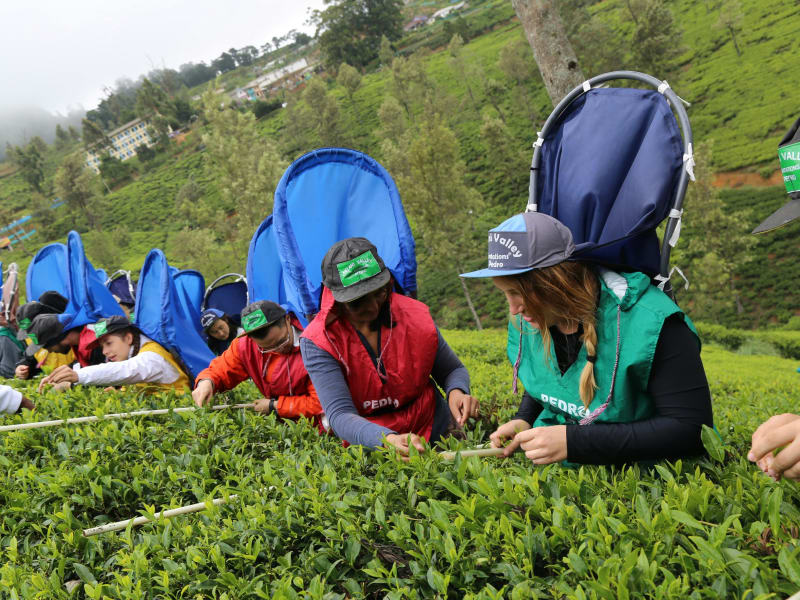 nuwara-eliya-tea-plucking