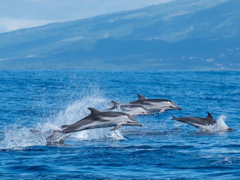 whale-watching-mirissa