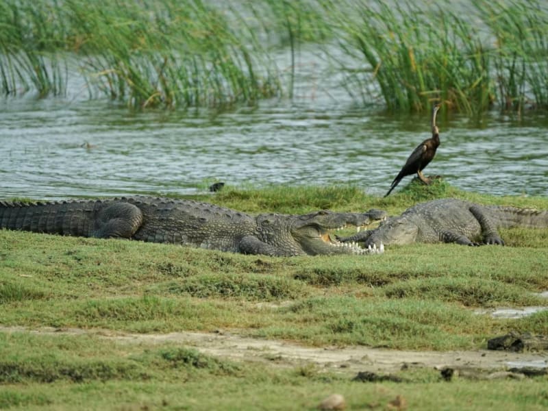 Yala national park