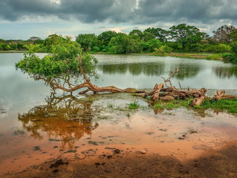 Watering hole in Yala
