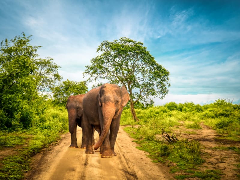 udawalawe-sunrise