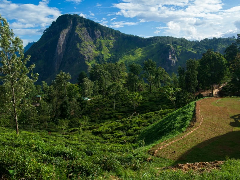 Tea estate in Ella