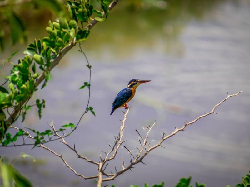 Scenic river safari in Galle