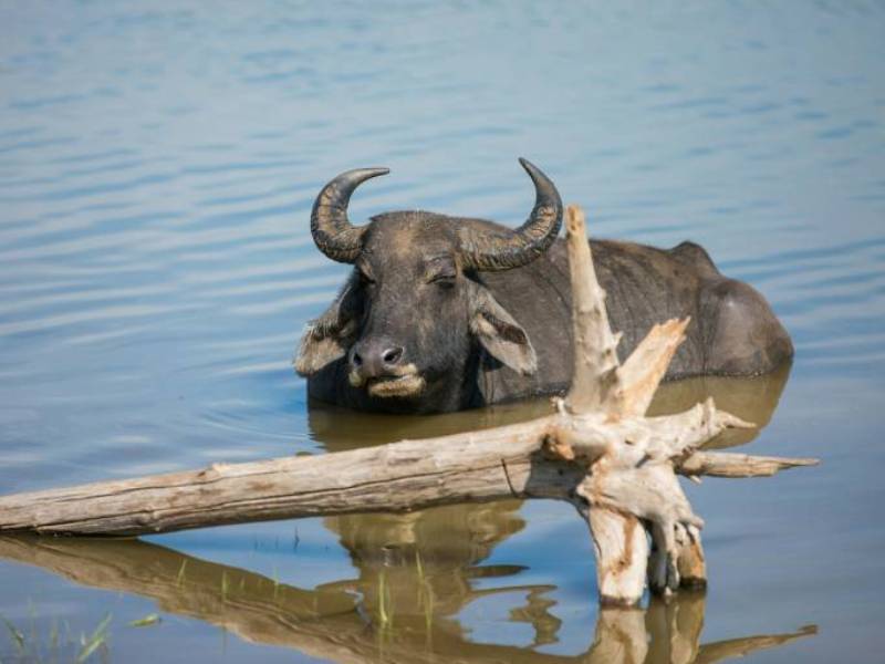 Water buffalo in Udawalawe