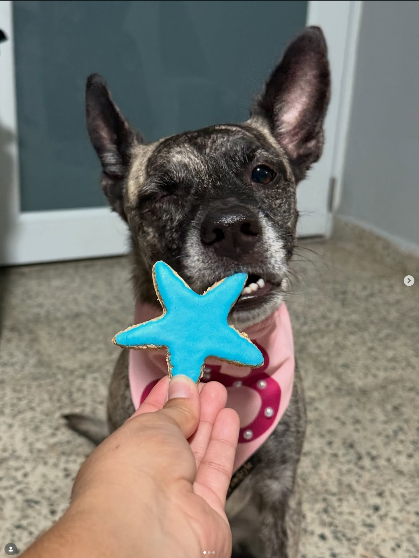 Pooch Sweets customer