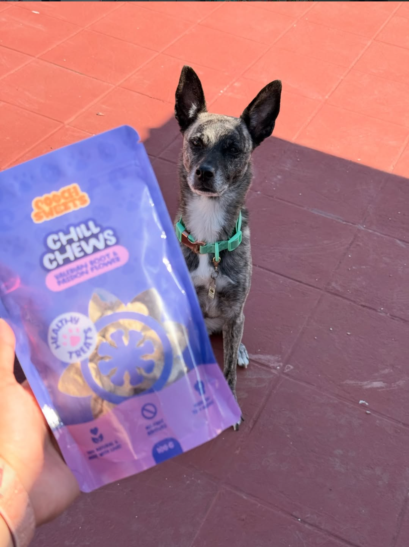 Pooch Sweets customer