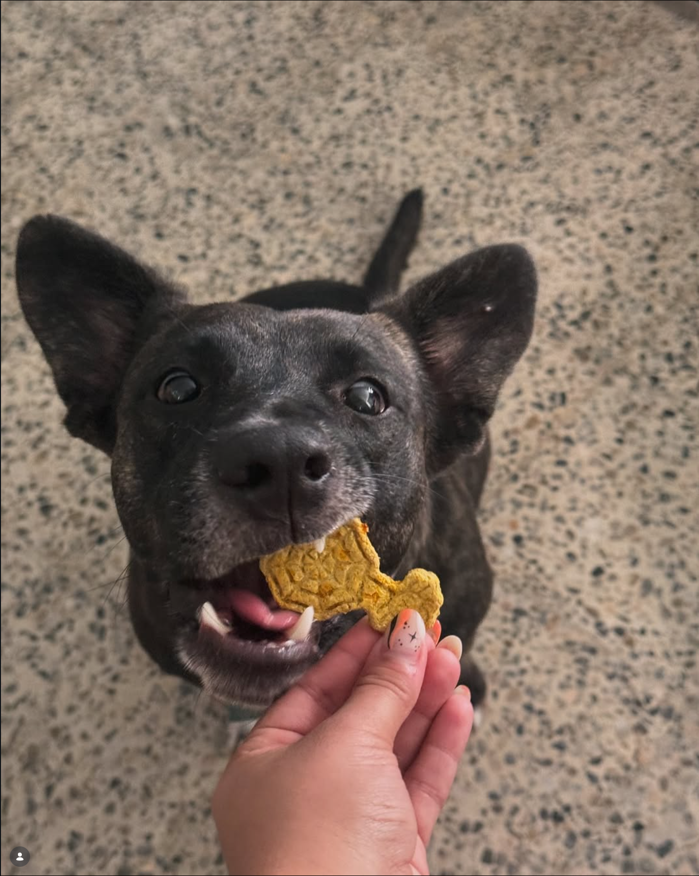 Pooch Sweets customer