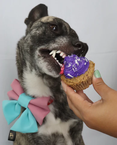 Barkday cake