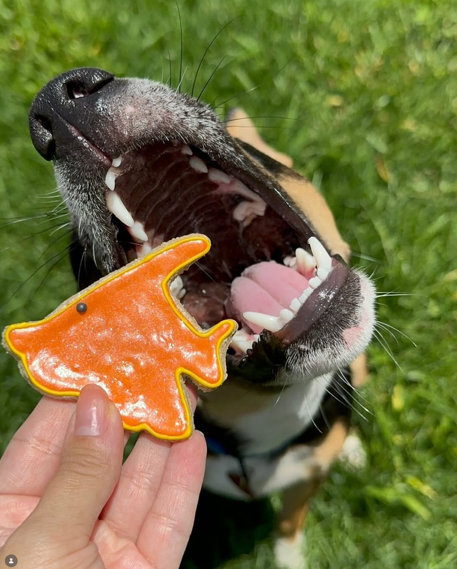 Barkday cake