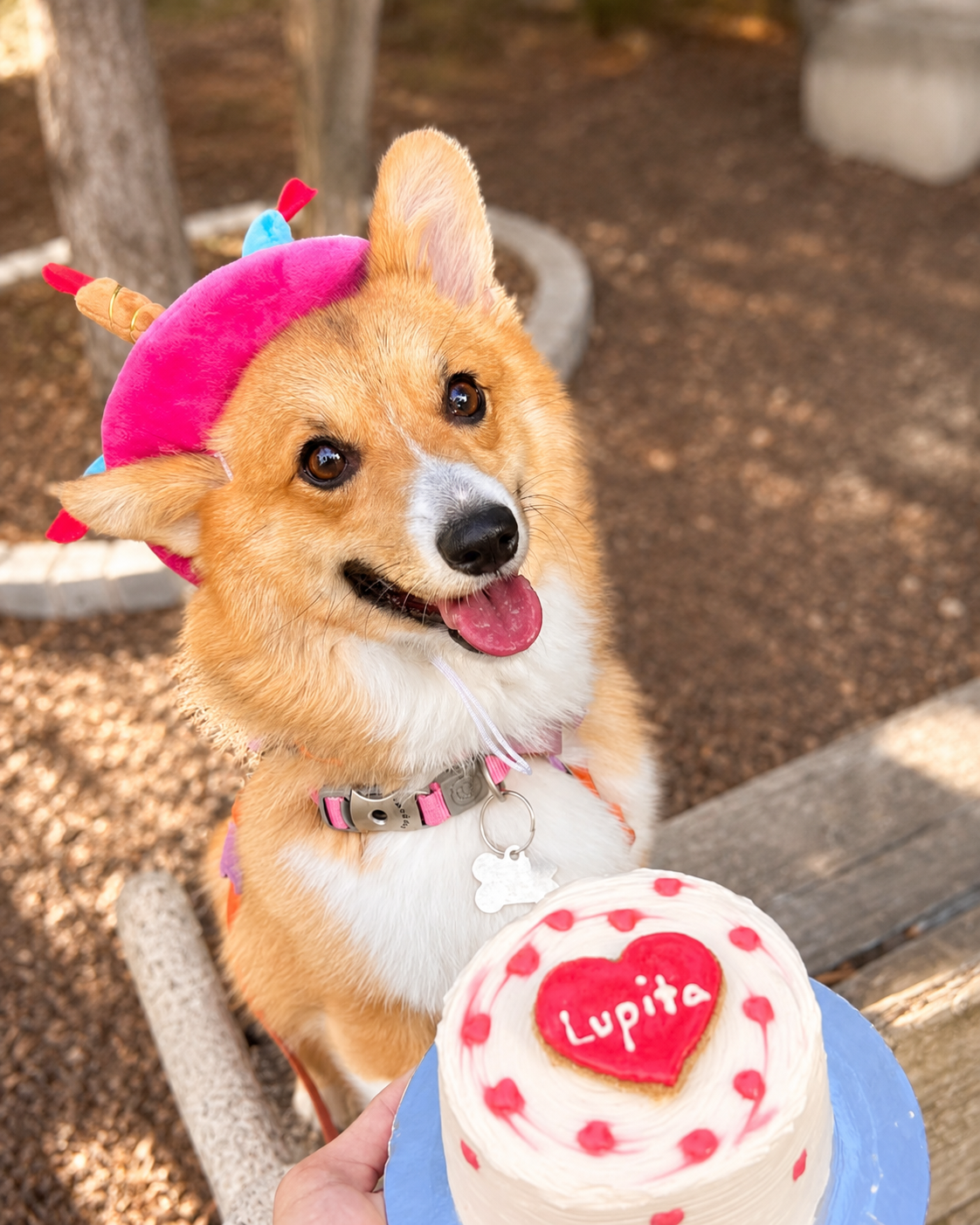 Barkday cake