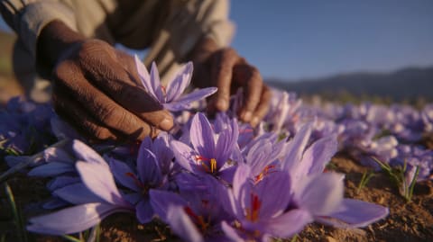 The Saffron Harvest