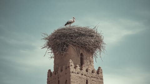 The Storks