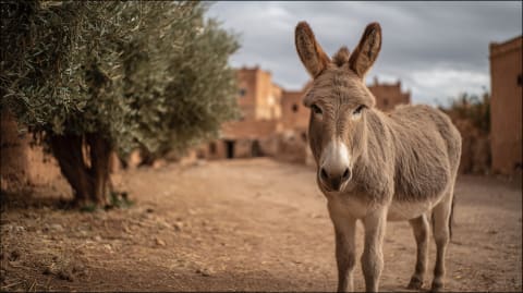 The Donkey Sanctuary