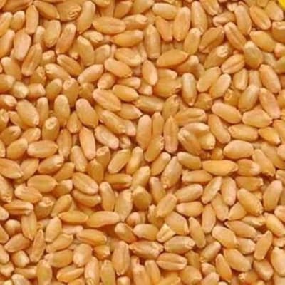 Wheat