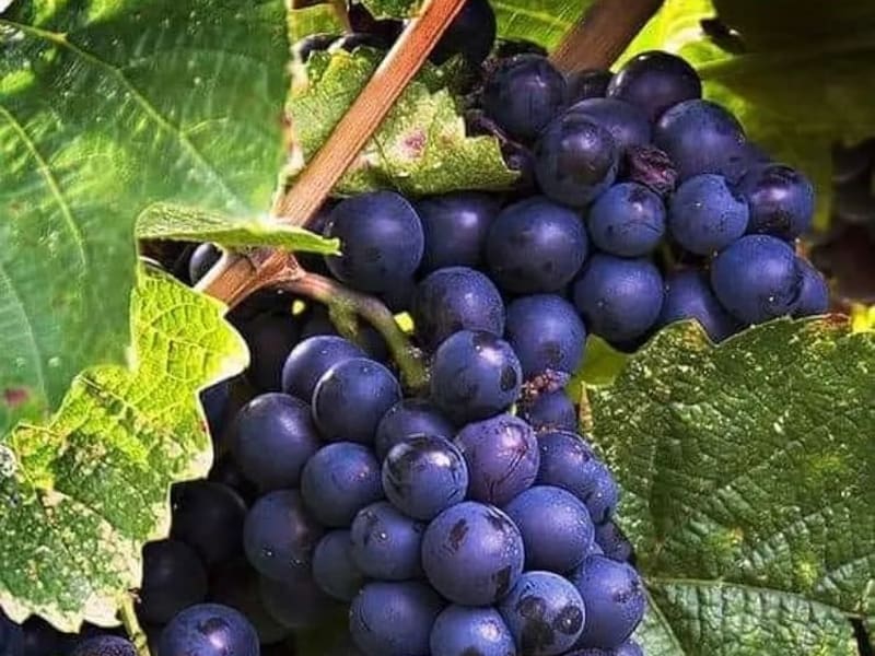 Organic Bangalore Blue Grapes