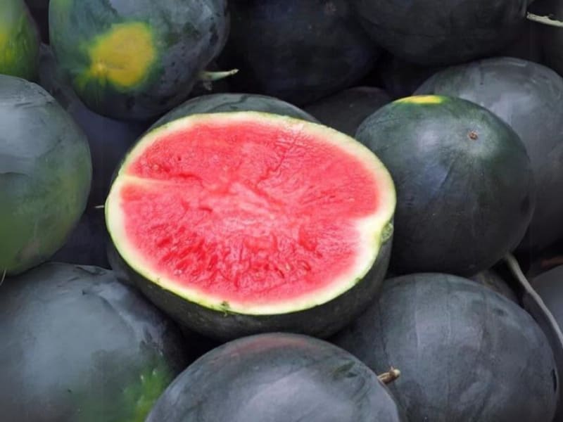 Organic Black Diamond Watermelon (Crane)