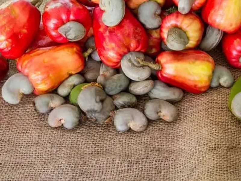 Raw Cashew Nuts (RCN)