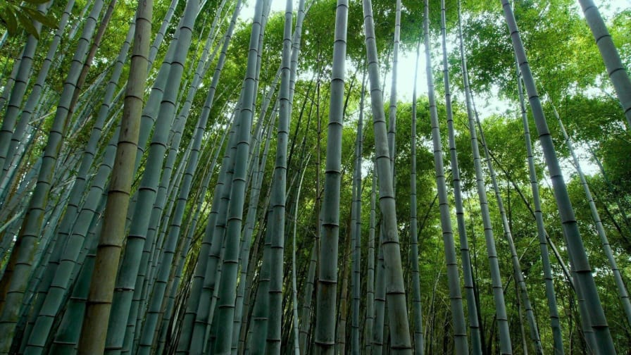 Photo of Green stems of bamboo forest