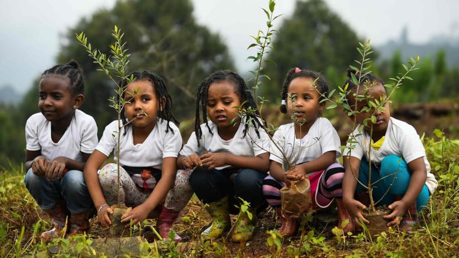 Reforestation Examples