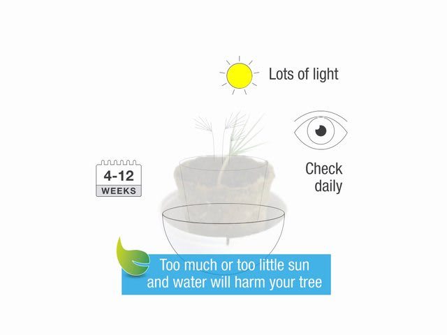 Animated Guide: Tree Kit Growing Instructions