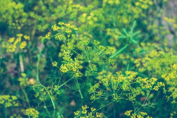 Dill Facts--ForestNation
