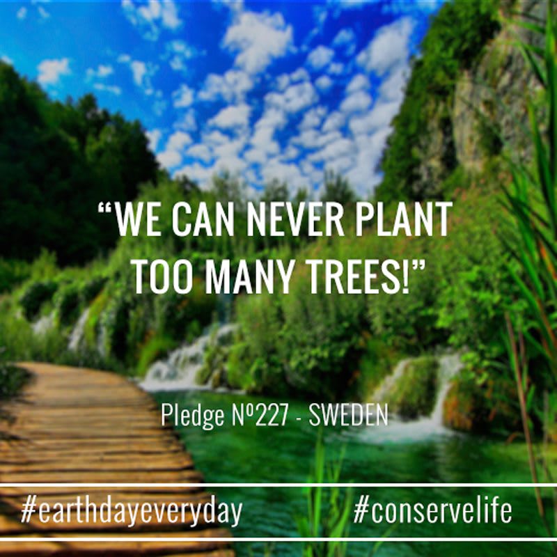 We can NEVER plant too many trees