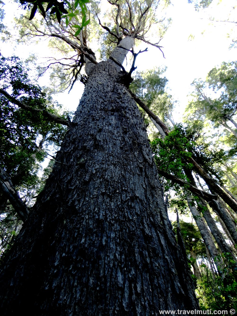 Explore the Unique Magic of Arrayanes Forests in Patagonia