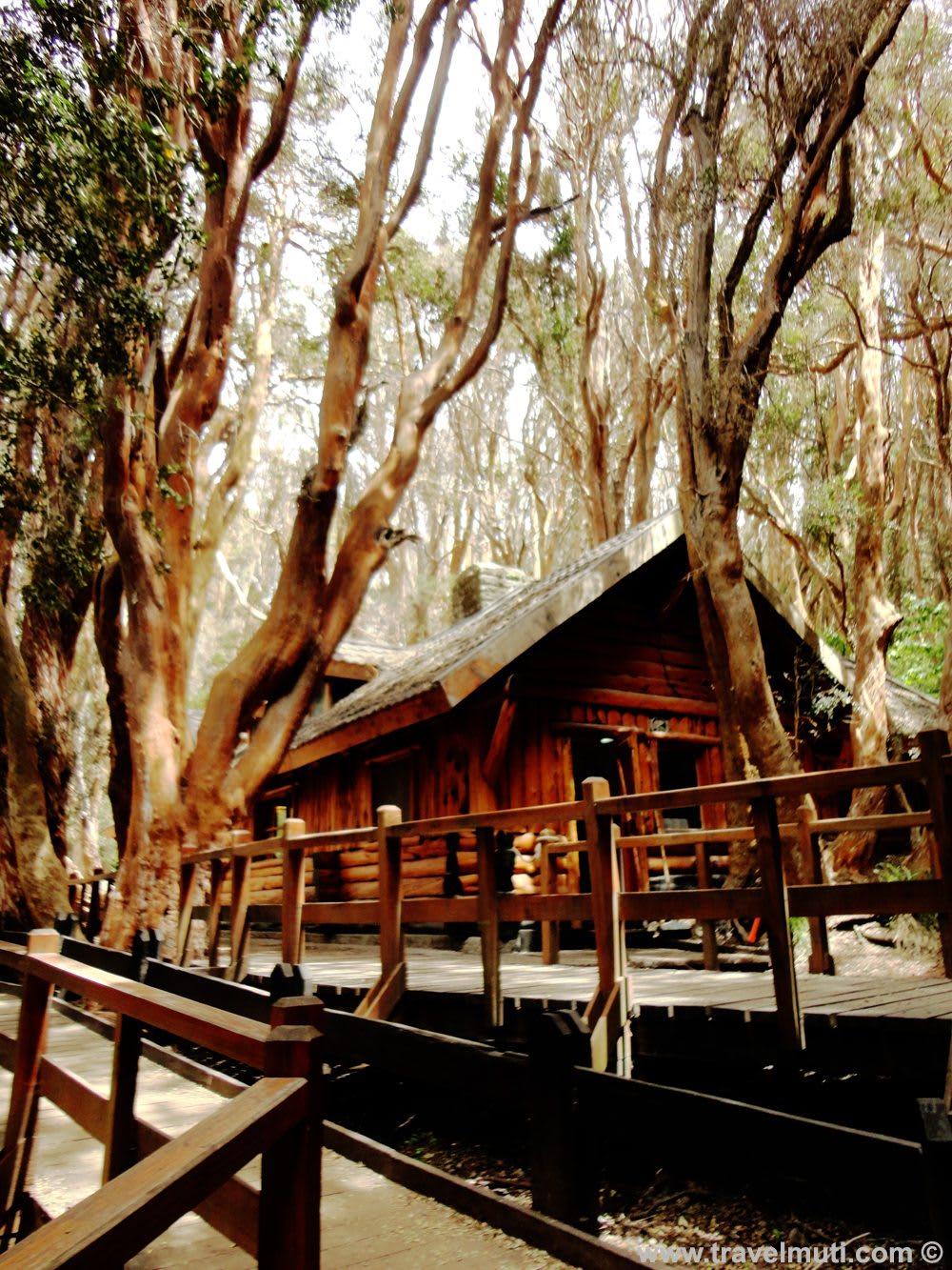 Explore the Unique Magic of Arrayanes Forests in Patagonia