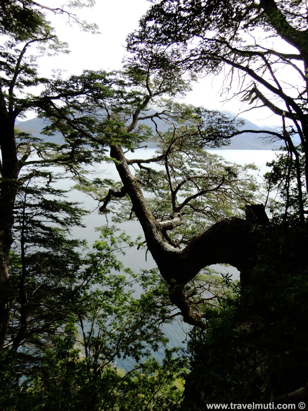 Explore the Unique Magic of Arrayanes Forests in Patagonia