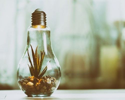 LED Quiz - ForestNation