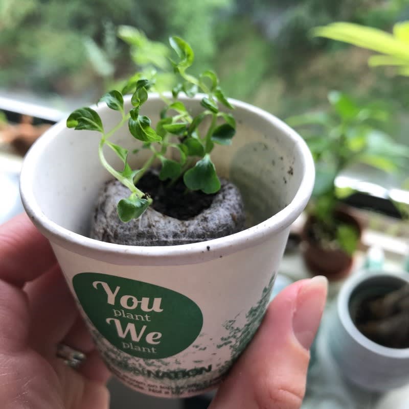 Pack of 500 Tree Kit Cups, We Plant 5000 More Trees - Image 2