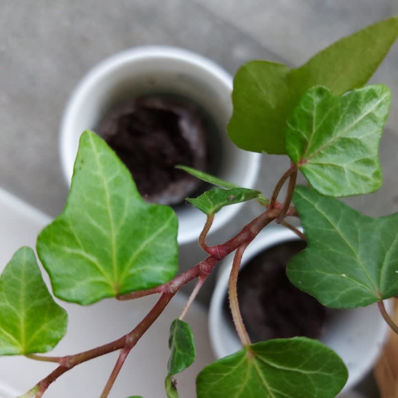 Pack of 500 Tree Kit Cups, We Plant 5000 More Trees - Image 3