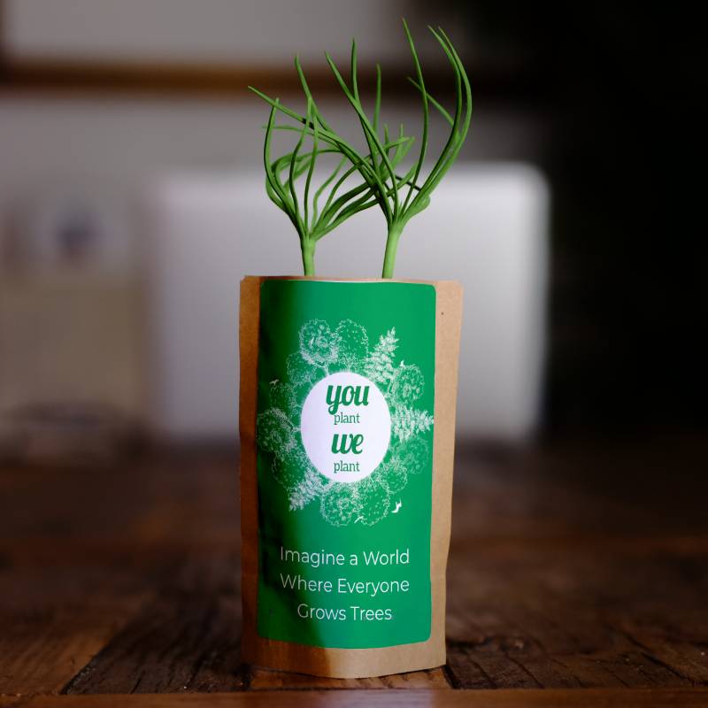 Forest Trees Pack Of 10 Forest Trees Pack Of 10