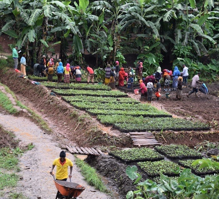 Plant in Tanzania - Image 4