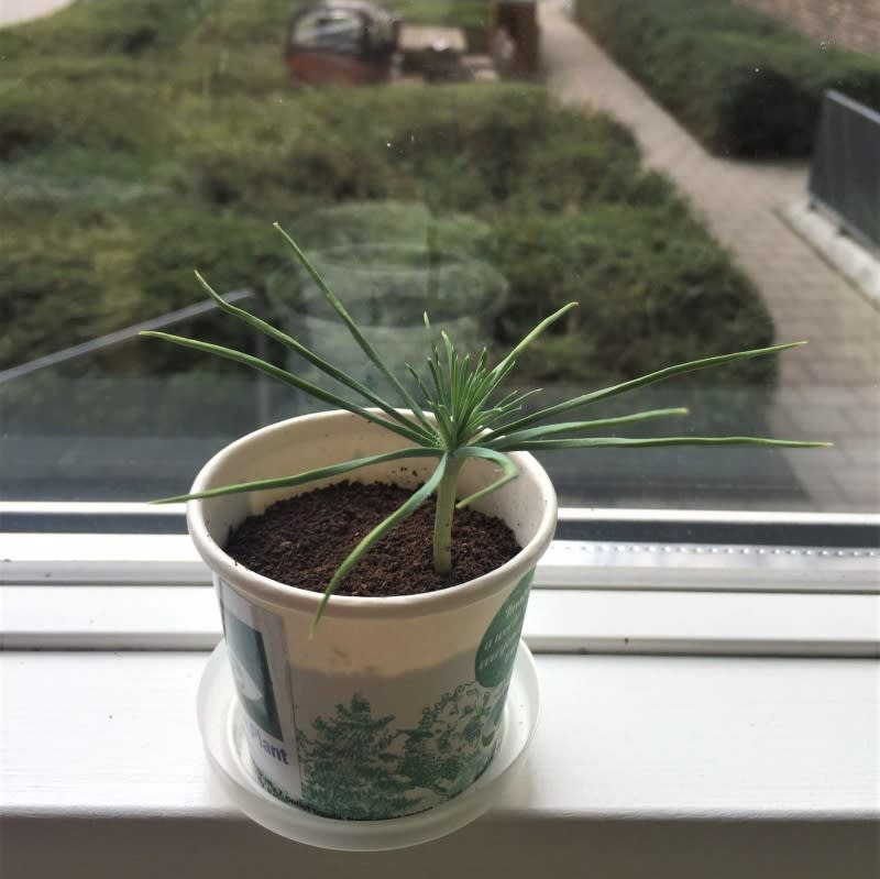 Libra Zodiac Tree - Image 4