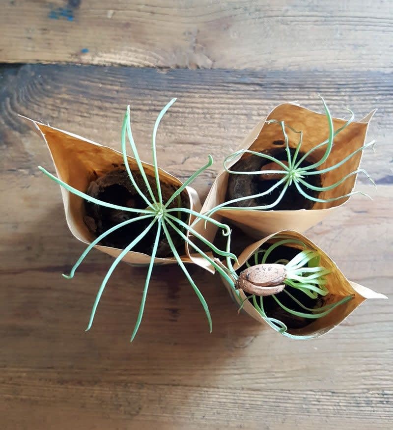 ForestNation Guardians Tree Kits Pack for Kids, We Plant 50 More Trees - Image 5