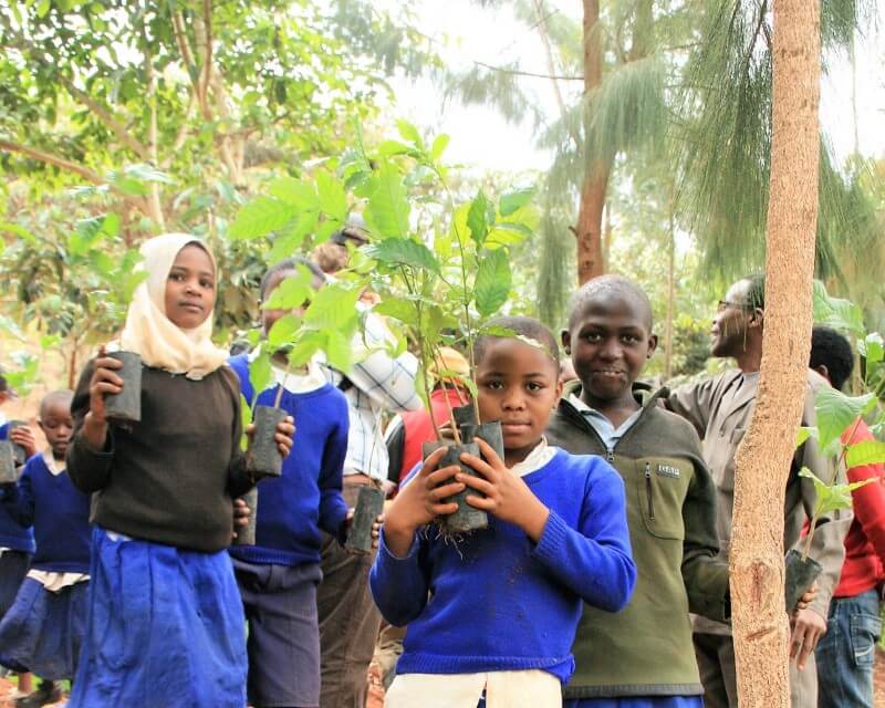 Plant in Tanzania - Image 5