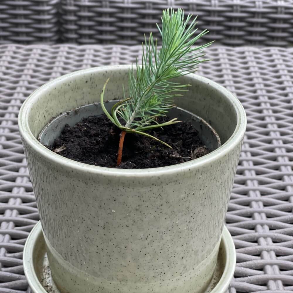 tree kit transplanted