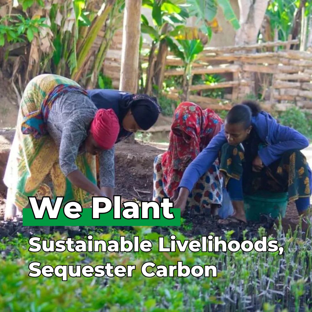 Four women planting seedlings in a garden.