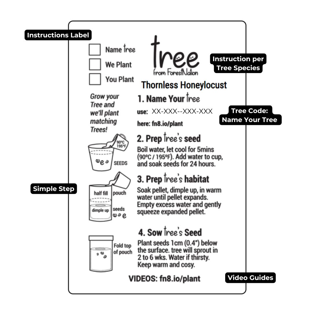 Instructions for planting a Thornless Honeylocust tree