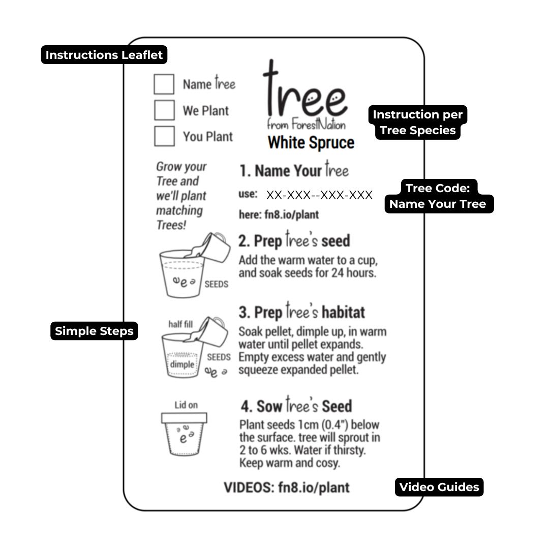 Instructions for planting a White Spruce tree.