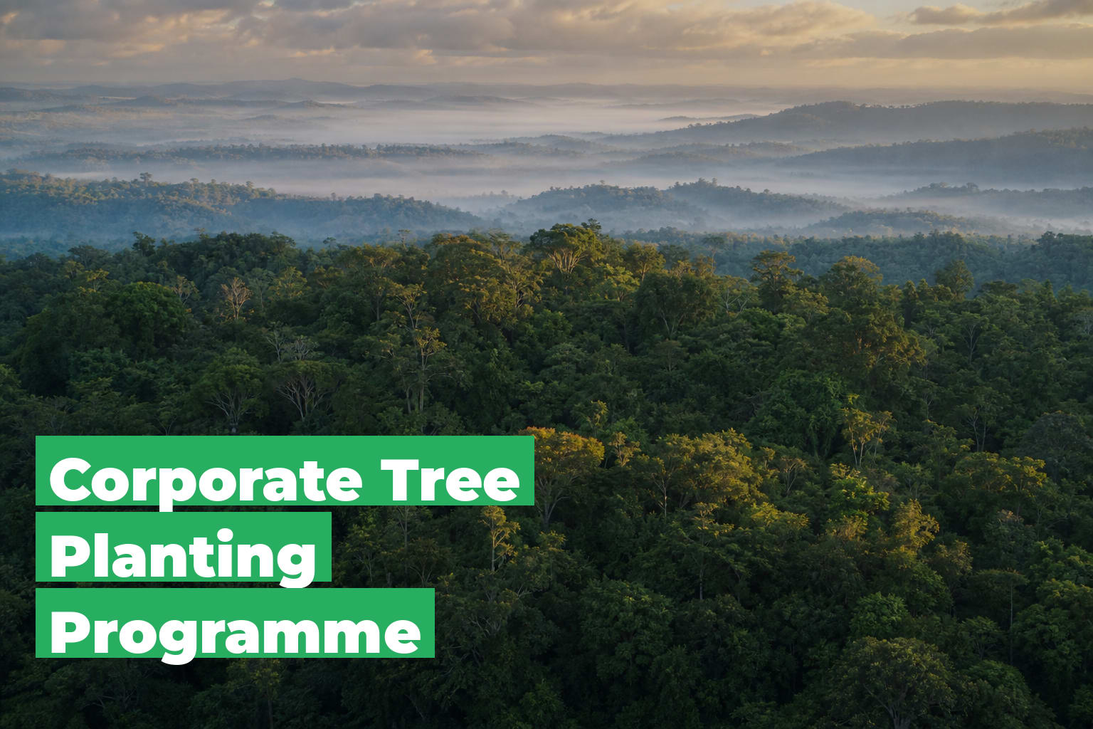 Corporate Tree Planting Programme: How to Start One
