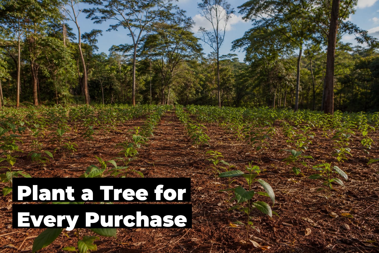Plant a Tree for Every Purchase — How It Works