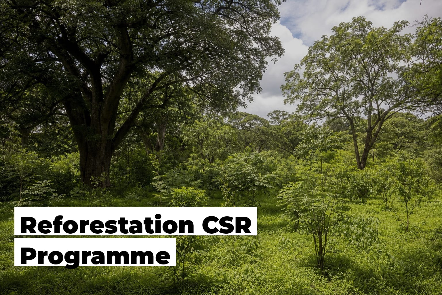 Reforestation CSR Programme: How to Start One