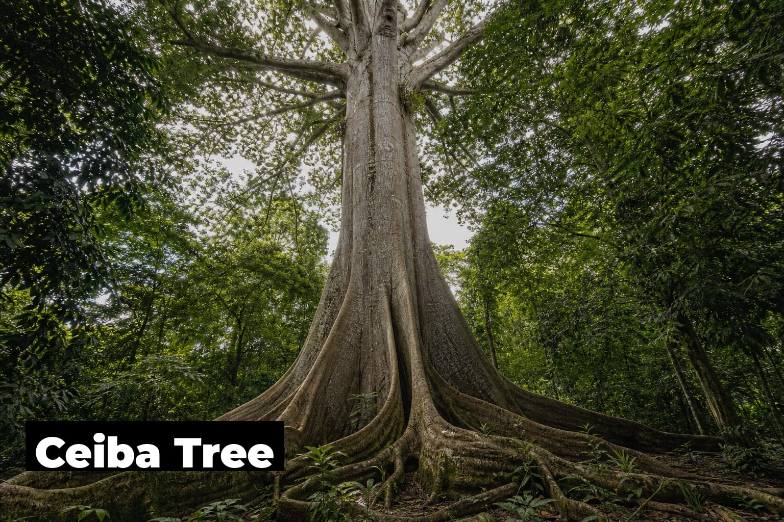Ceibi Tree Ceiba Tree: The Sacred Giant of Tropical Forest