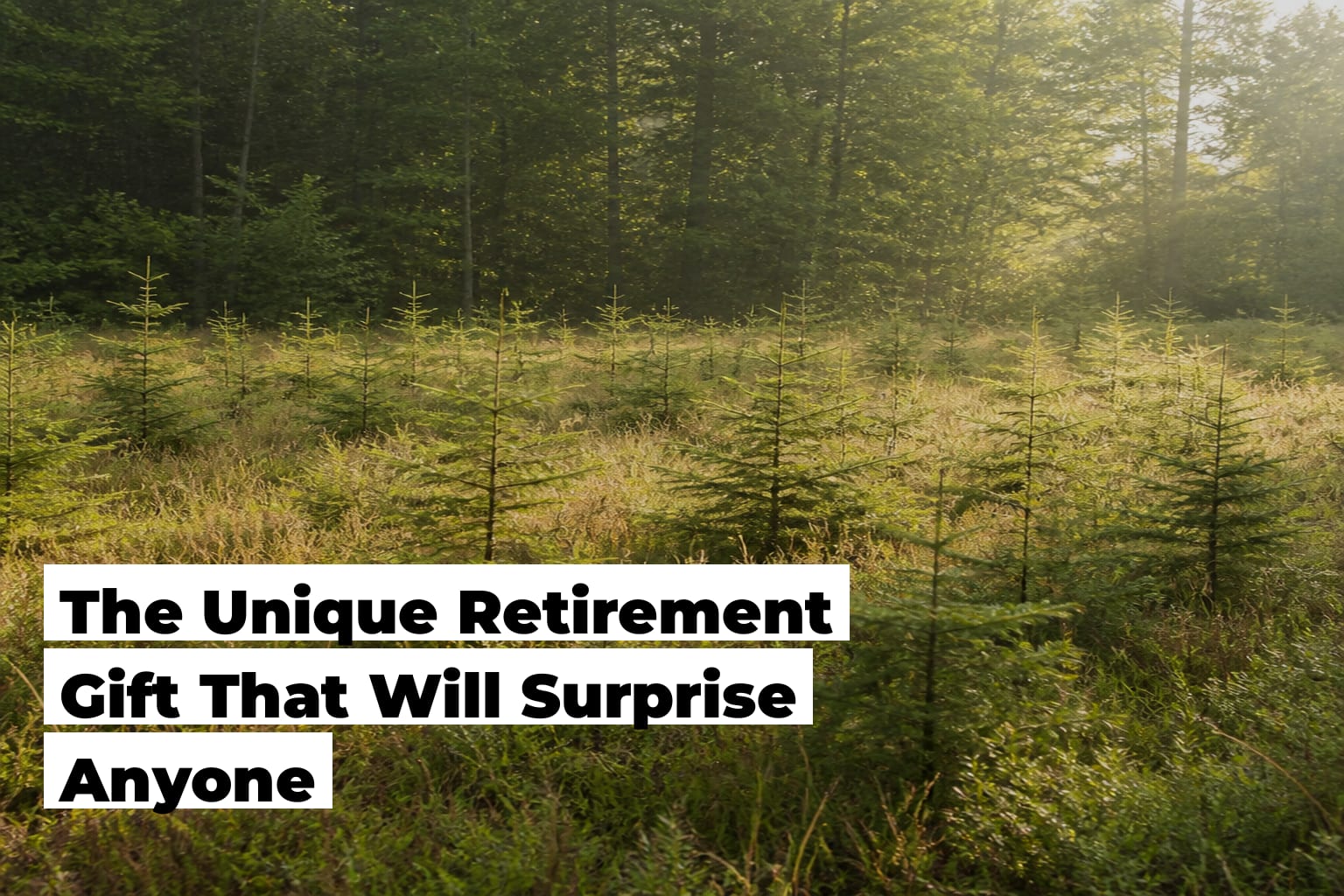 Retirement Tree Gift: A Living Gift That Keeps Growing