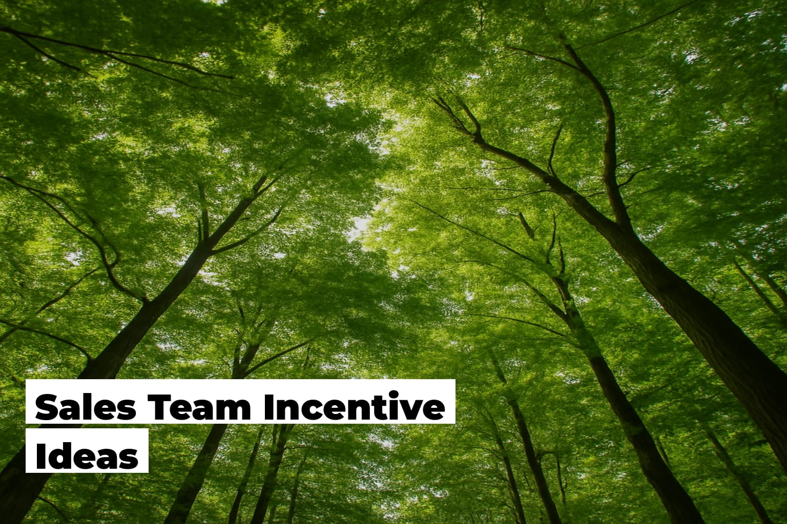 Sales Team Incentive Ideas That Unite a Team